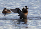 Two Ruddy Ducks, one Flapping