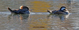 An Immature and Mature Hooded Mergansers