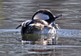 Hooded Merganser