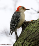 Red Beliied Woodpecker (male) This Morning
