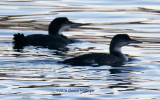 2 Common Loons
