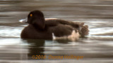 Greater Scaup Female?