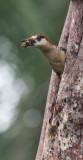West Indian Woodpecker (Melanerpes superciliaris)