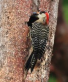 West Indian Woodpecker (Melanerpes superciliaris) Male