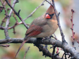 Female Cardinal in the Peach Tree