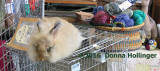 (angora)Rabbit Fur makes yarn