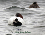 Canvasback and a Ruddy sleeping in the Rain