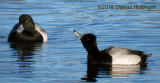 Lesser Scaup with a Greater Scaup