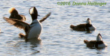 Male Hooded Mergansers