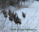 Wild Turkeys Foraging