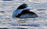 Bufflehead Moves