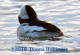 Bufflehead Moves