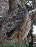 Great Horned OWL 