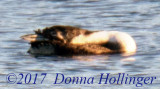 Yellow-billed Loon Sunning