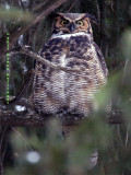 Great Horned OWL I think this is the Male