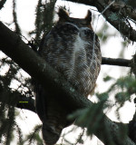 Female Great Horned Owl, Sleeping Today