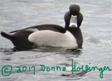 Ring Necked Duck showing back feathers
