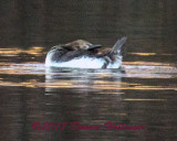 Immature Hooded Merganser Bending his head backwards