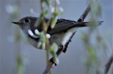 Kinglet in a Weeping Willow