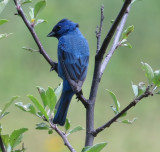 Male Indigo Bunting at Vershire