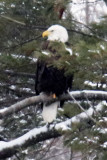 Mature Eagle Accross the Dam...Waiting