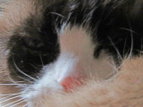 Whiskers!  lilicats nose
