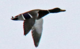 Green Headed Mallard flying