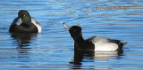 Greater and Lesser Scaup