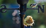 Black Capped Chickadee_bokeh.JPG