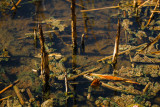 Flint Hills 2013-0814.jpg