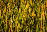 Flint Hills 2013-0838.jpg