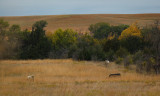 REALLY tall grass prarie