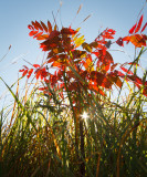 Sumac.jpg