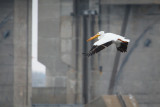 2jstroup.pelican.dam.2.16.2014.jpg