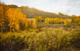 fall Aspens.jpg