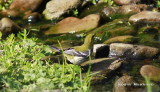A Black-throated Green Warbler gets a drink