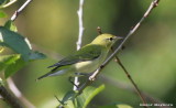 Another Tennessee Warbler