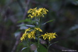 Yellow Crownbeard  blooming