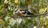 Male Rose-breasted Grosbeak