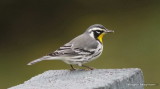 Yellow-throated Warbler