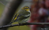 Cape May Warbler and Grapes