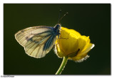 Green-Veined White (Pieris napi)