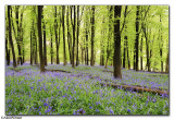 Leith Hill Bluebells