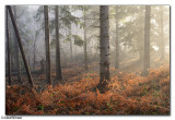 Woodland Mist