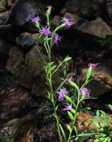 Liatris cylindracea