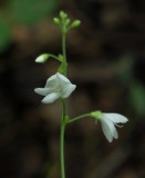 Desmodium pauciflorum