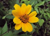 Heliopsis helianthoides