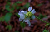 Polymnia canadensis