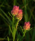 Polygala sanguinea