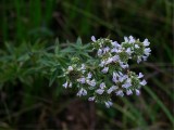 Pycnanthemum pilosum